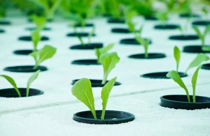 Week 2 - Reservoir Preparation and Exploring Plant Growth